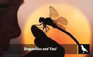 Dragonflies and You!