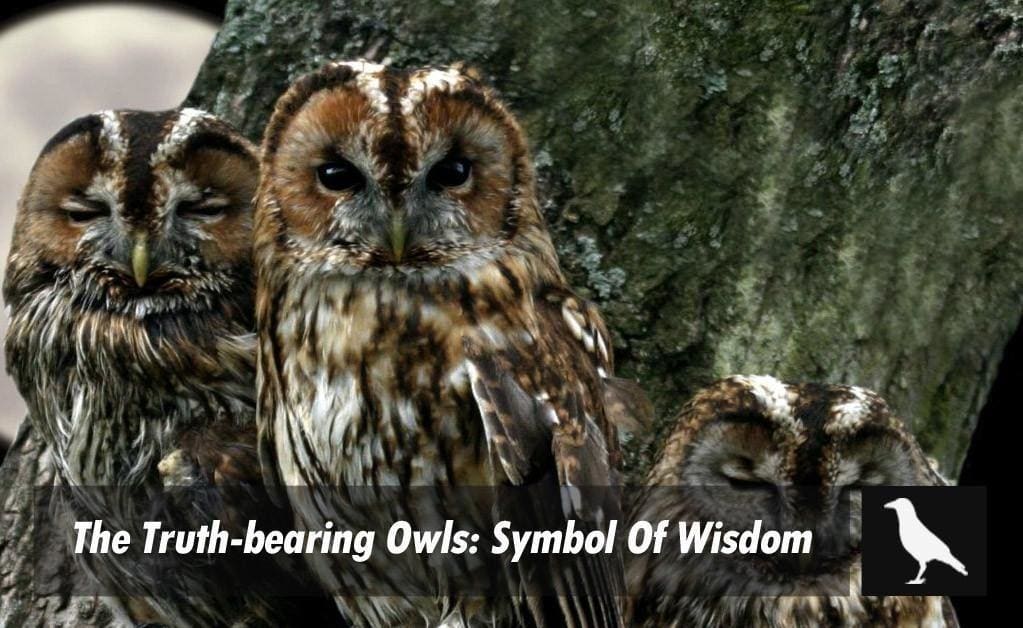 The Truth Bearing Owls