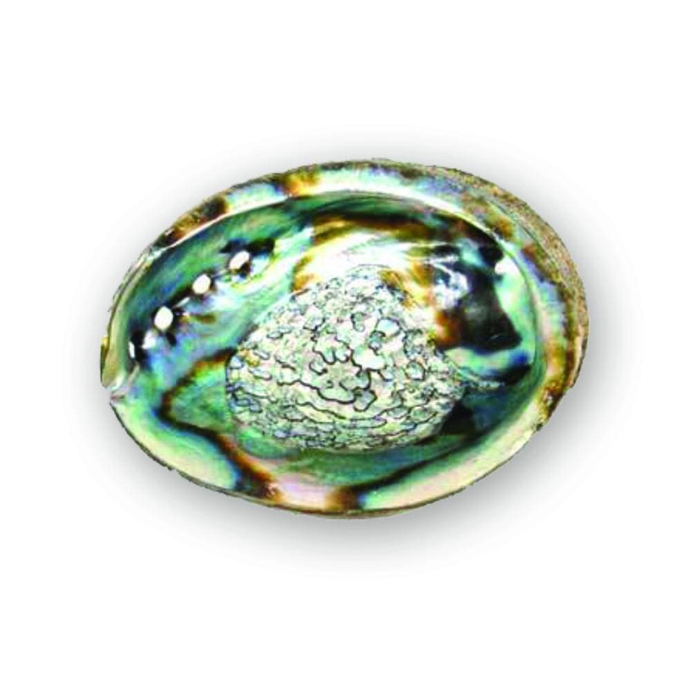 Nature's Rainbow Abalone Shell